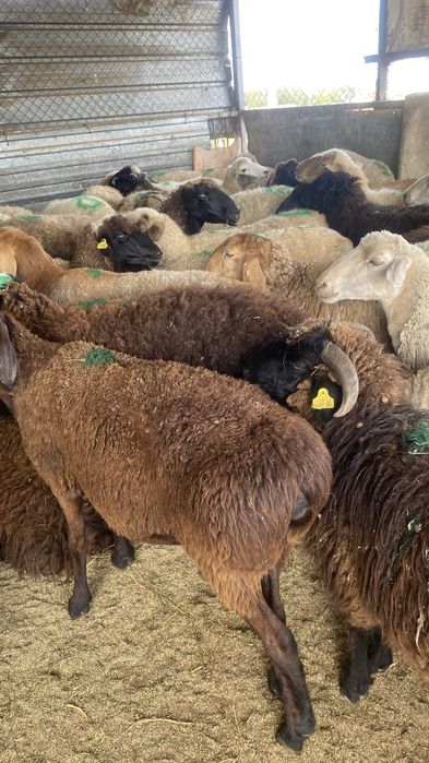 Қой кой тоқтылар сатылады