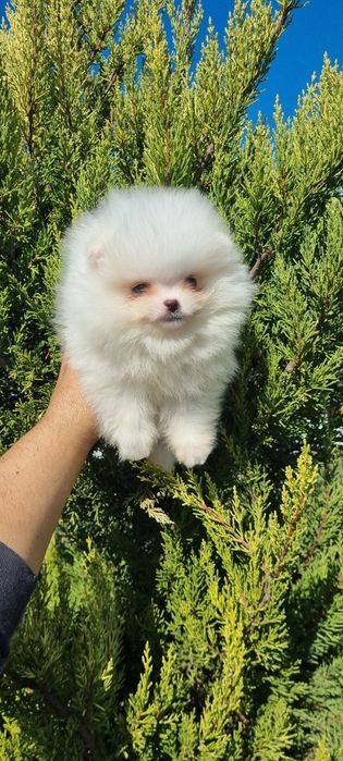 Померан мини померан