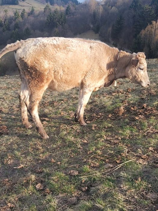Junincă de vânzare