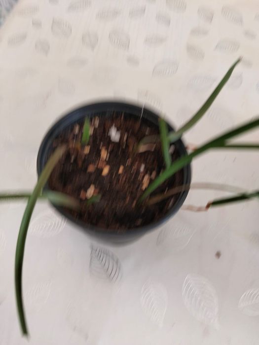Продам зефирентус