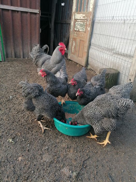 Oua de încubat plymouth rock barat sau familie 6+1
