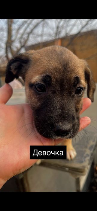 Питбуль чистокровный