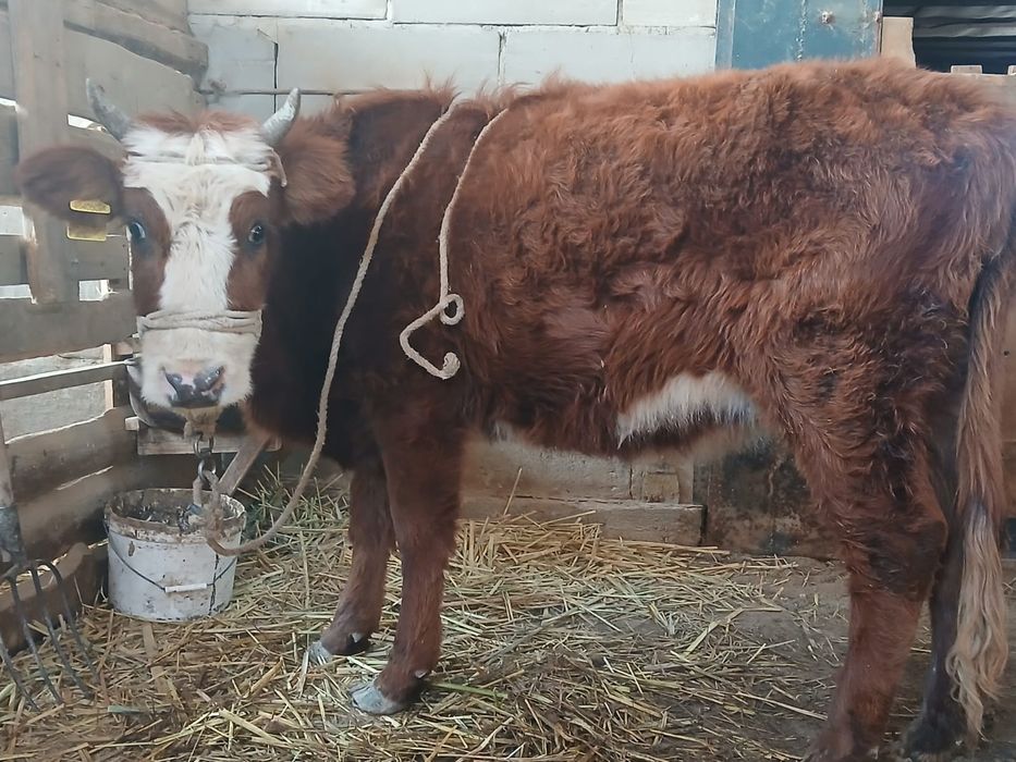 Қашар сатыладыыы