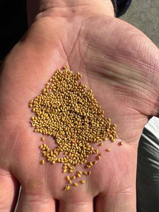 Семена ЛЮЦЕРНЫ!!! ЖОҢЫШҚА тұқымы!!!