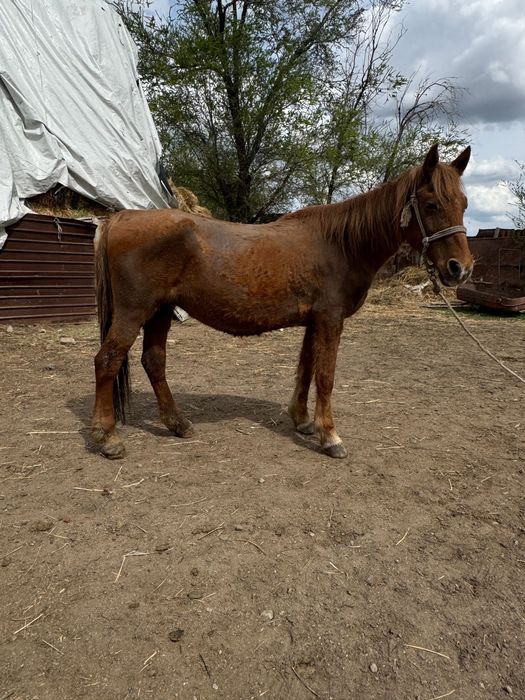 Байтал бие жуас  .