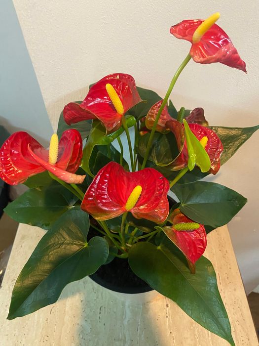 Антуриум (Мужское счастье)