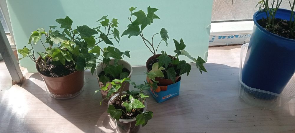 Комнатные цветы.
