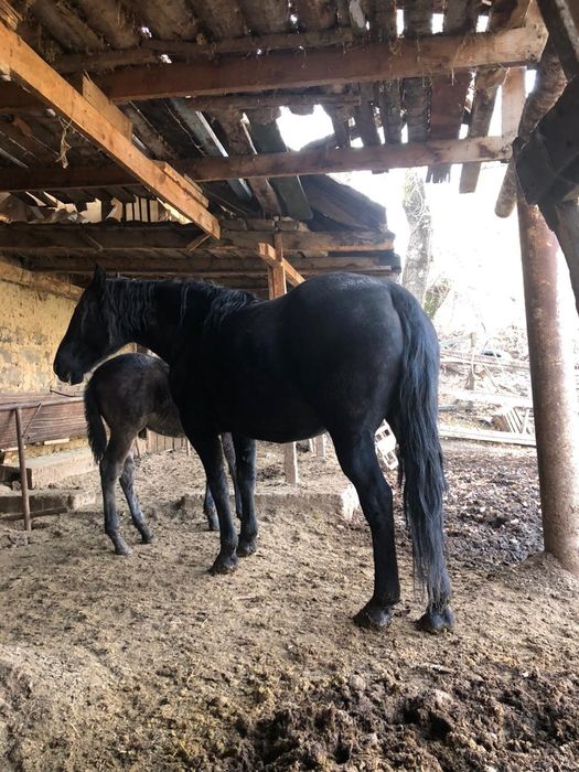 Кобыла тяжеловоз с жеребёнком