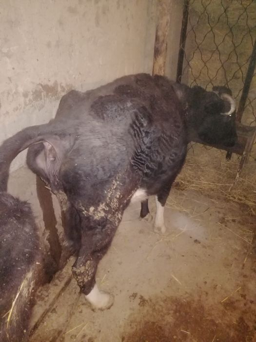 Мал аламыз сойылатын