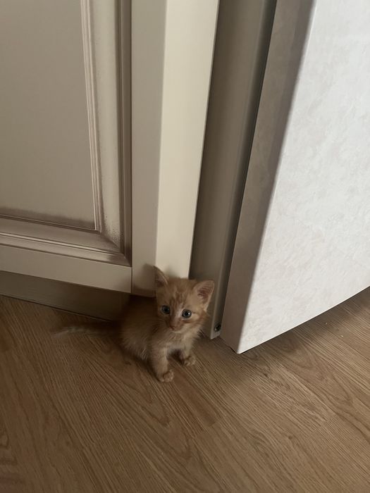 Отдам котенка в хорошие руки