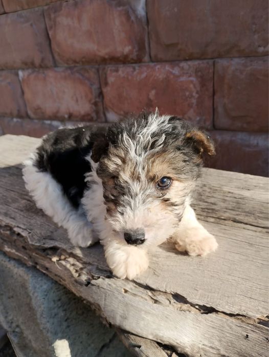 Фокстерьер щенки