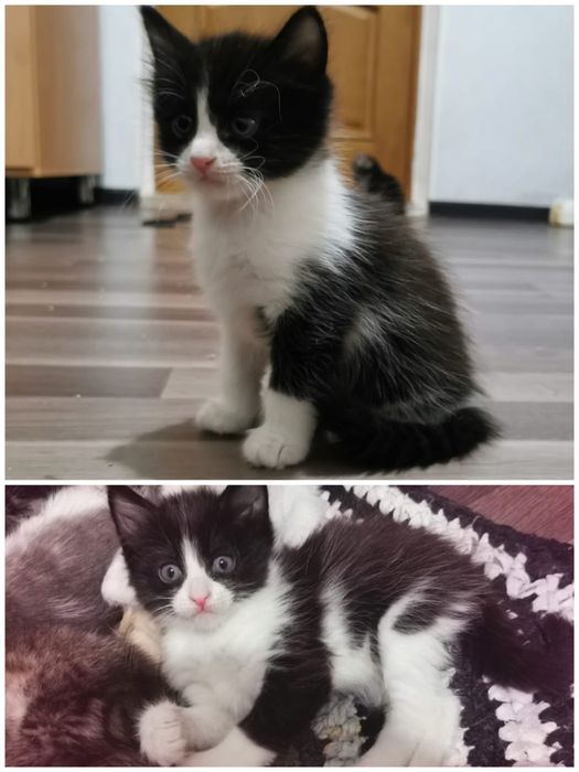 Отдам котенка в хорошие руки