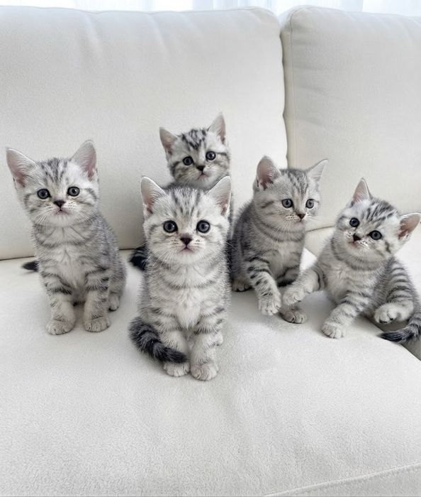 Шотландские котята