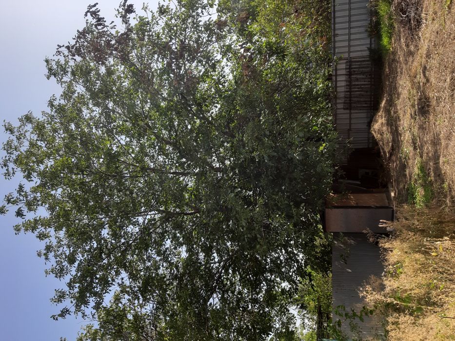 Орех грецкий на сруб