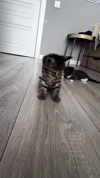 Отдам котят в надежные руки