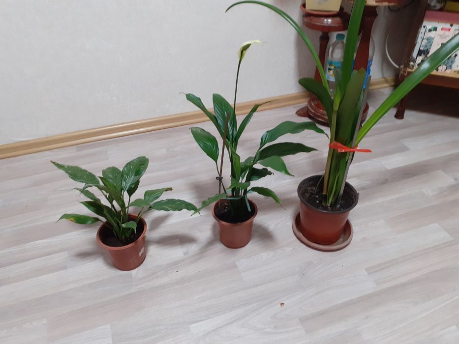 Продам срочно от 1000