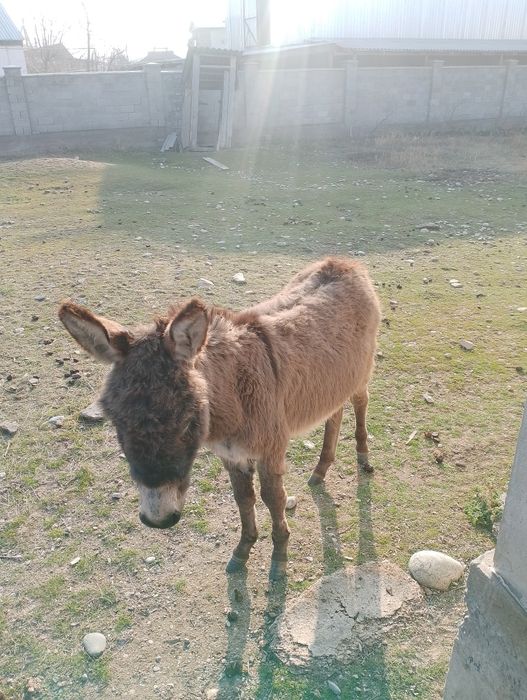 Ешек (айғыр) сатылады