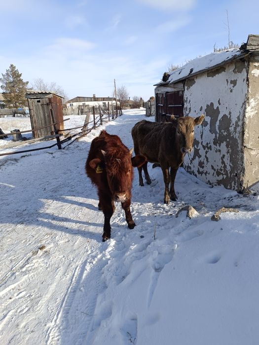 Продам годовалые тёлочки