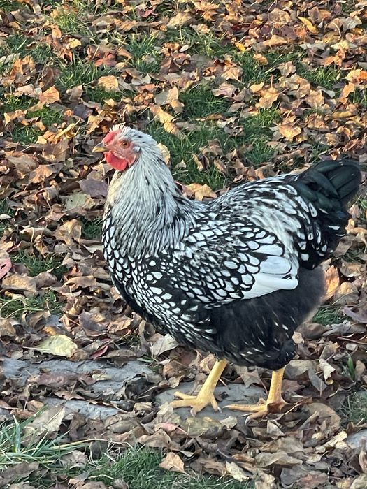 Cocos wyandotte superb