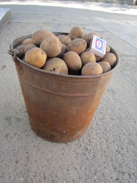Картофель семенной.