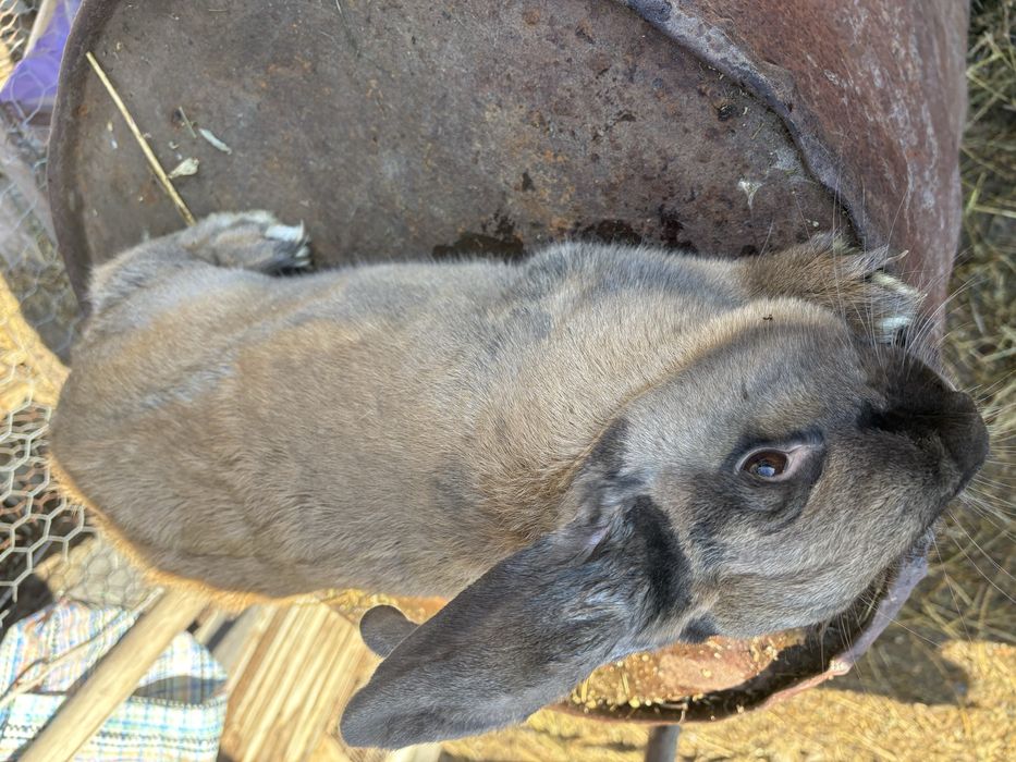 Vand iepuroaica 150 lei