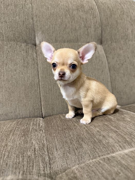 Супер мальчишка чихуахуа