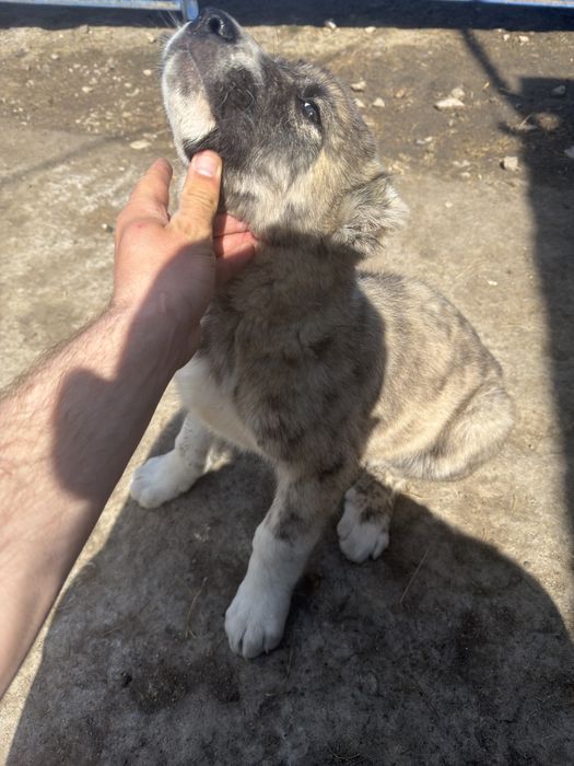 Продам щенков алабая