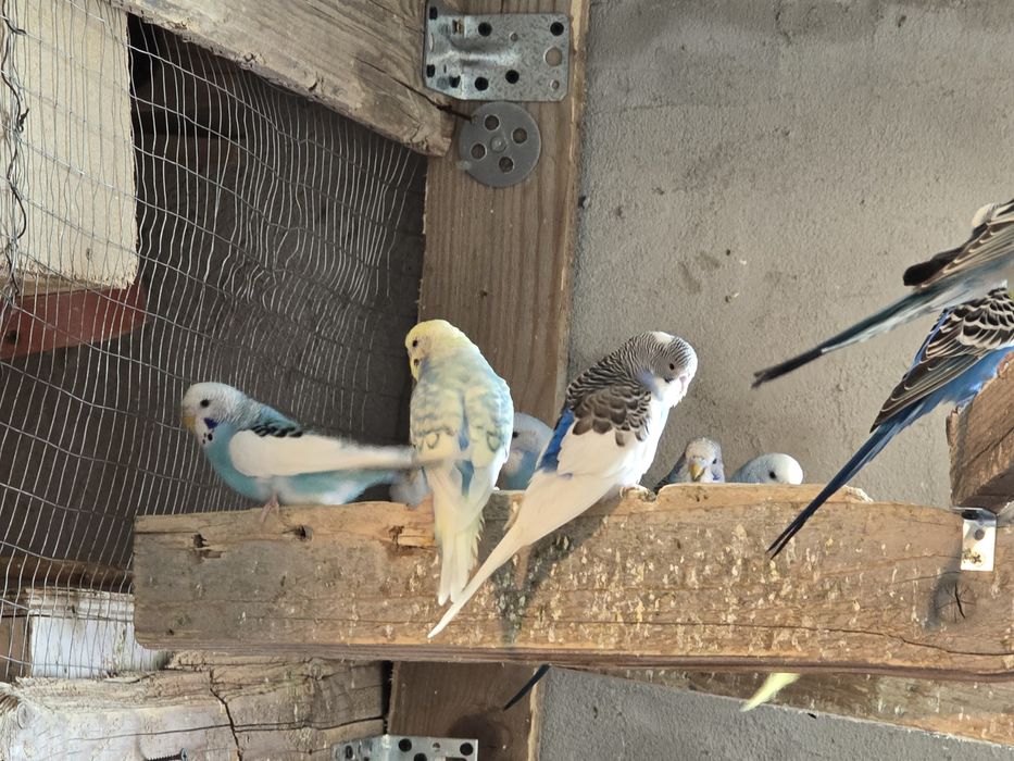 Papagali perusi en-gros