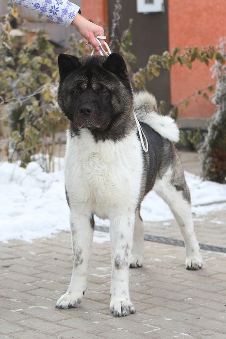 Апериканская акита резерв