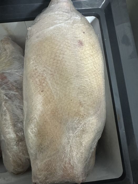 Продам жир гусиный , гусей