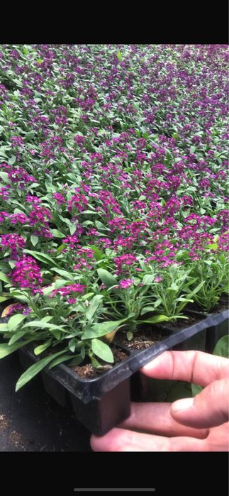 Рассада однолетних цветов.