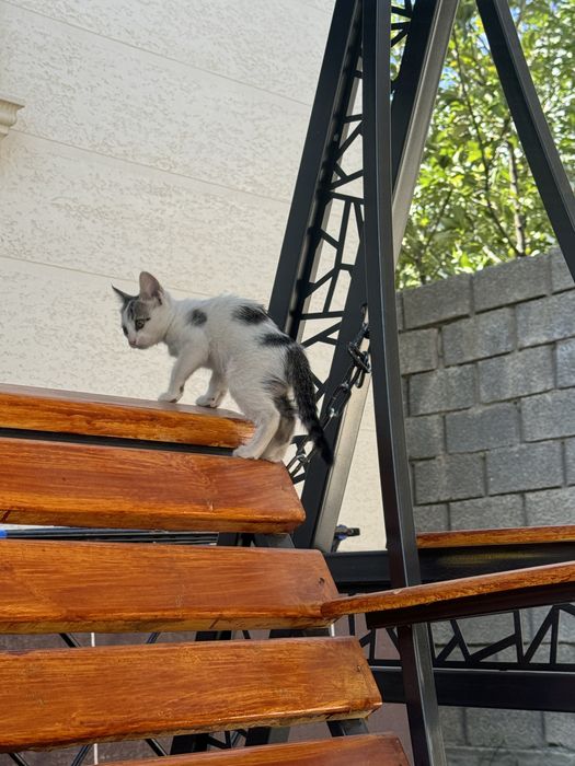Котенок маленький
