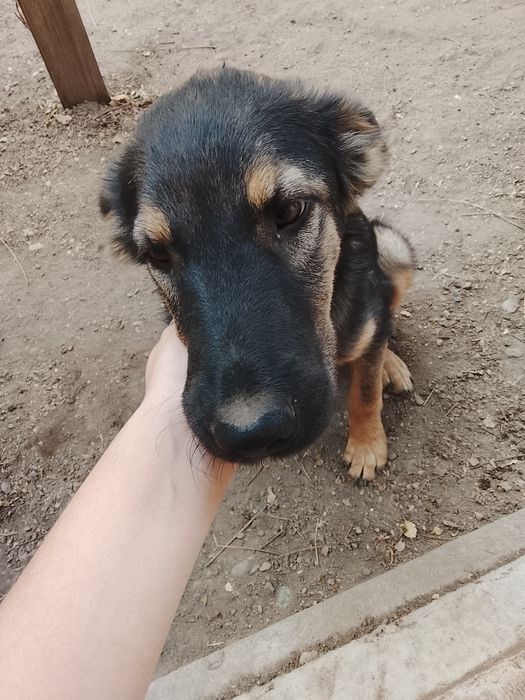 Отдается в добрые руки щенок авчарки