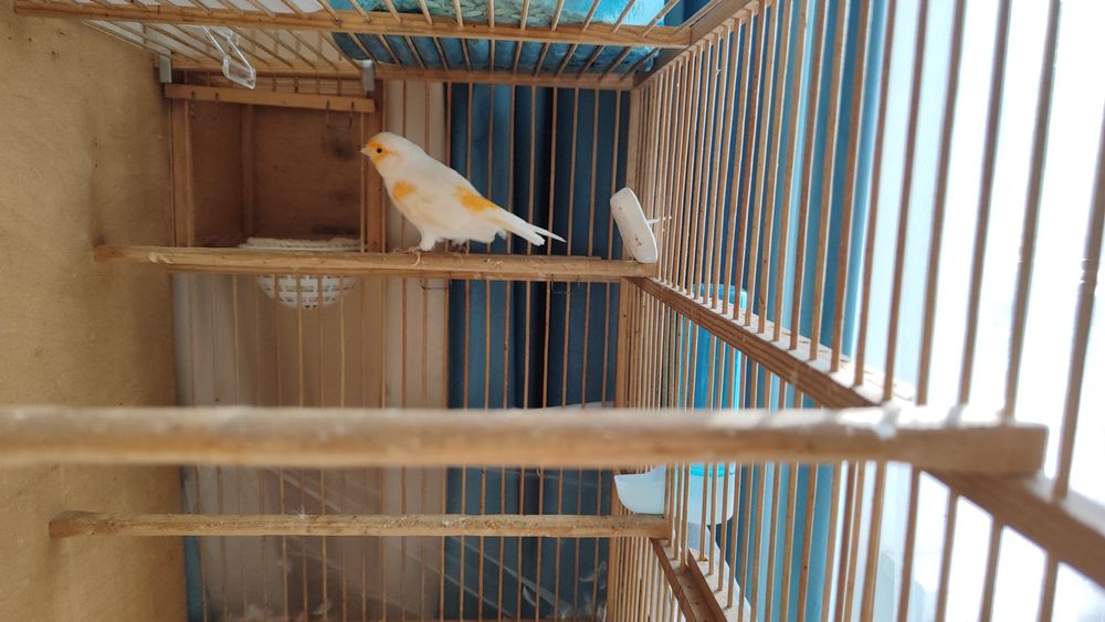 Кенар канарейки канарейка мазайка