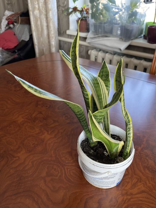 Сансиверии разные Лауренти,