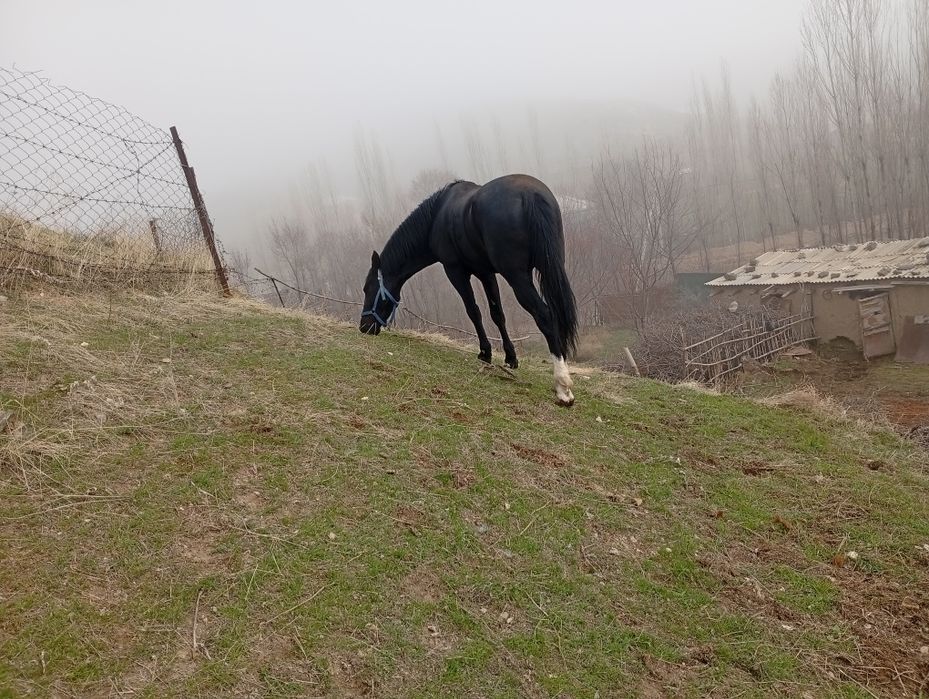 Zotli Qora bayir ot