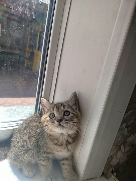 Котята шотландские