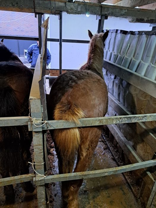 Семиз согымга жылкылар сатылады