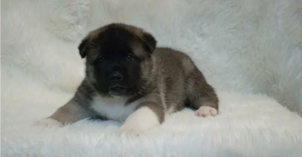 Американская акита