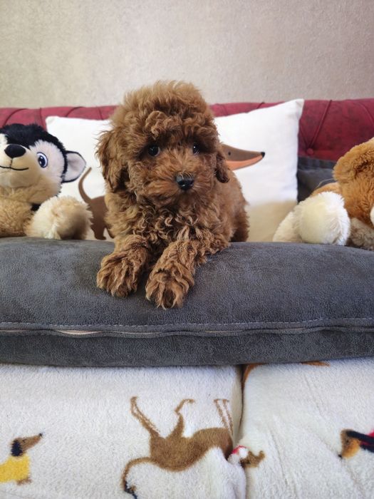 Мини пудел ред  ( Mini poodle red )