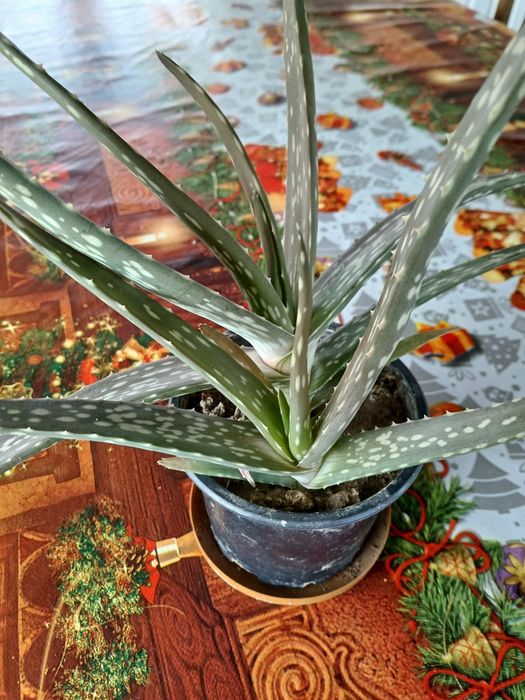 Planta  de aloe vera