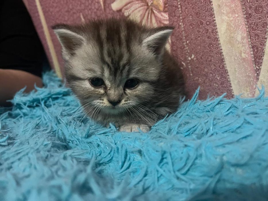 котенок, скоттиш страйт