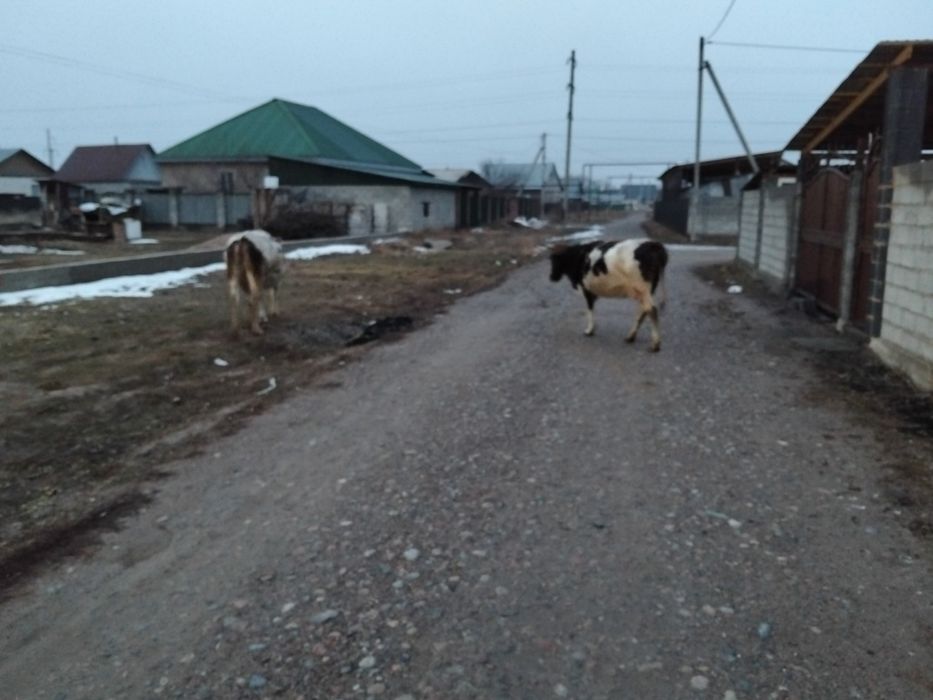 Сиыр сатылады 2 бас