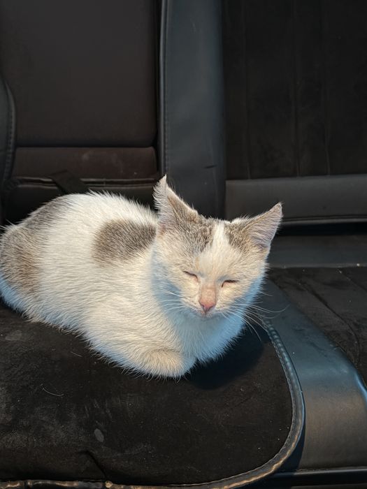 Котик 3 мес в добрые руки