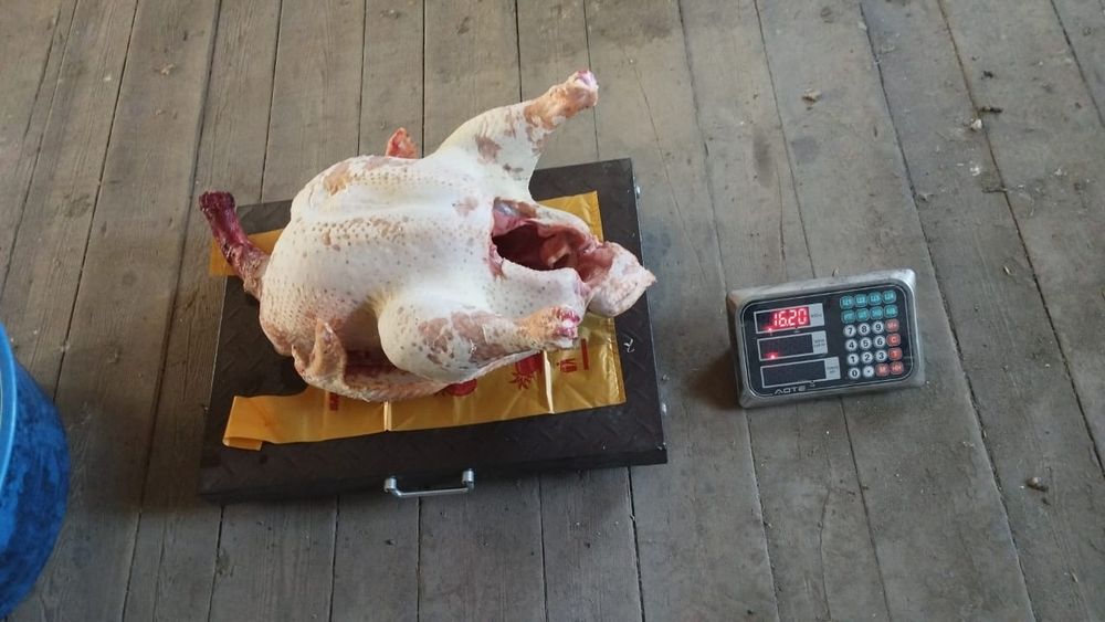 Продам мясо индейки