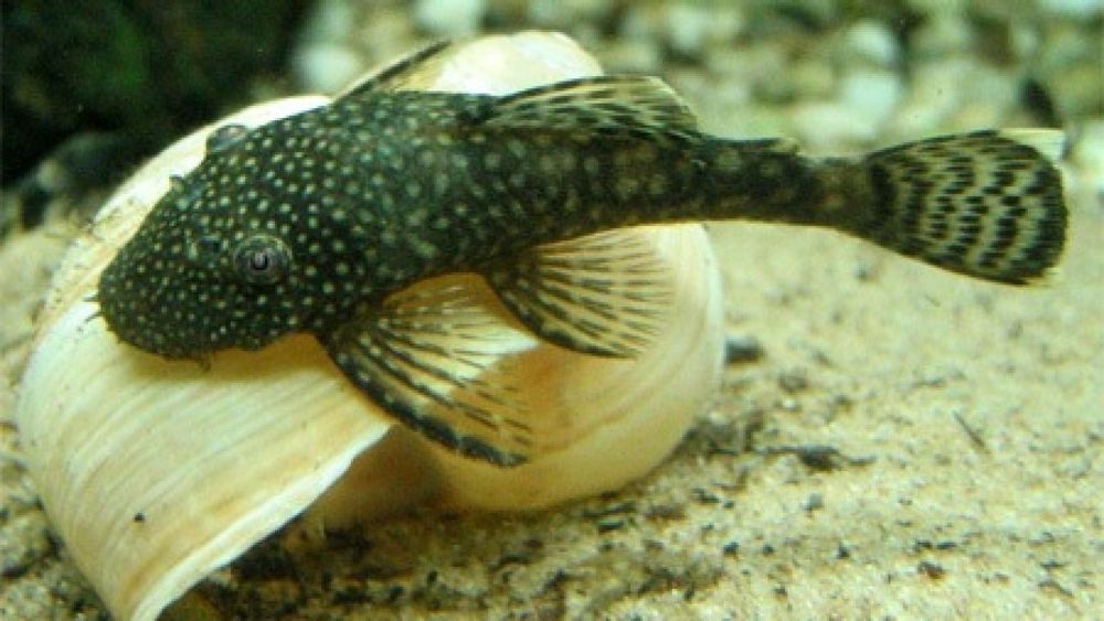 Продам сомика анцитруса, 2-4 см