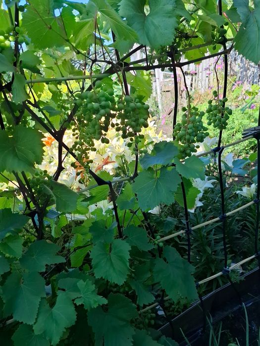 Продам дачу 6 общество, Рудный