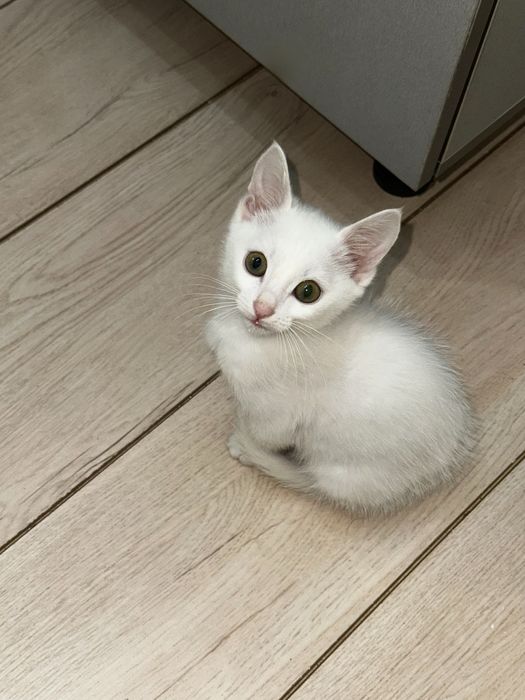 Котик, примерно 2-3 месяца