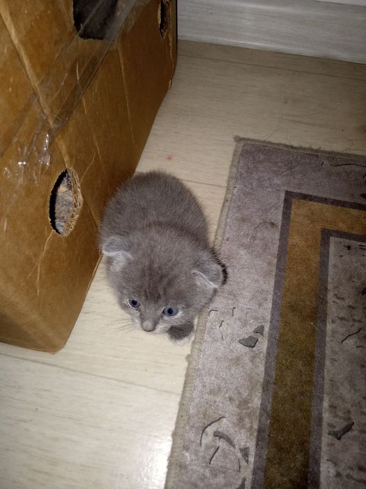Отдам котят веслоухие район коктал 2