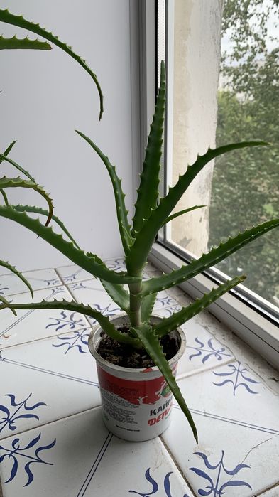 Продам цветок алоэ
